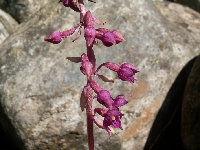 55_orchideja kruštík1.JPG