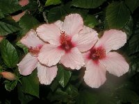 Hibiscus (1).jpg