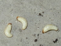 P2190069larva.jpg