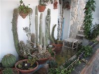kaktusy (2).jpg