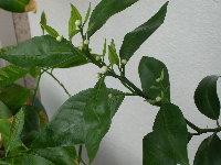 citrusy jaro 2008 003.jpg