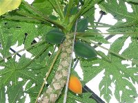 Carica papaya .jpg