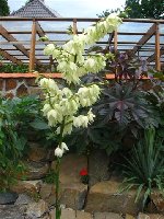 Yucca_Ricinus .jpg