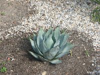 Rada-Nyrany_13.9.08_agave.jpg