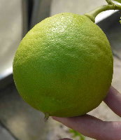 Citrus pyriformis 1.jpg