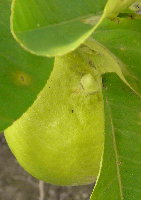 Citrus pyriformis 2.jpg