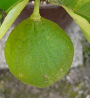 Citrus pyriformis 3.jpg
