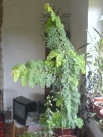 tamarind 105 cm.JPG