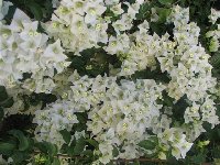 Bougainvillea bila_c.jpg