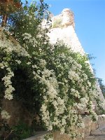 Bougainvillea bila_a.jpg