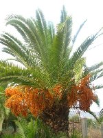 palm opposite Kantidaki_a.jpg