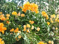 Bougainvillea  yellow_b.jpg