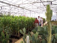 Xerogiannis Garden Center-citrus.jpg