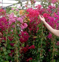 Bougainvillea_Xerogiannis Garden Center_c .jpg