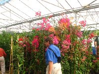 Bougainvillea_Xerogiannis Garden Center_b .jpg