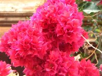 Bougainvillea plnokveta cervena_c.jpg