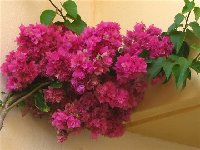 Bougainvillea plnokveta cervena_a.jpg