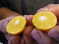 citrusy 060.jpg