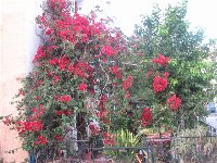 Bougainvillea red.jpg