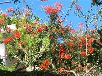 Bougainvillea oranzova_a.jpg