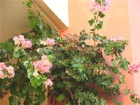 Bougainvillea plnokvetaruzovobila.jpg