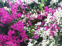 Bougainvillea fialova a bila_b.jpg