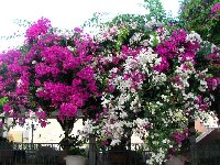 Bougainvillea fialova a bila_a.jpg