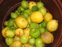 Cretan-citron_j.jpg