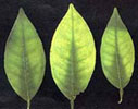 magnesium-deficient-leaves.jpg