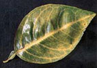 nitrogen-deficient-leaf.jpg
