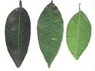 nitrogen-deficient-leaves.jpg