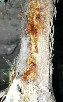 Phytophthora citrophtora _b.jpg