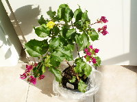 13_Bougainvillea.JPG