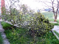 Poncirus trifoliata - kvitnúci ker  11.4.2009.jpg