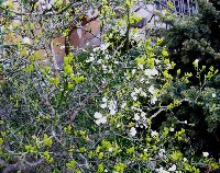 Poncirus trifoliata-kvitnúci ker  11.4.2009.jpg