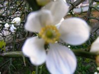 Poncirus trifoliata - kvet  11.4.2009.jpg