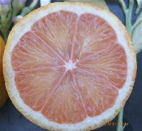 limonVARIEGATA_n.jpg