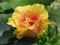 Hibiscus rosa - sinensis (4).jpg