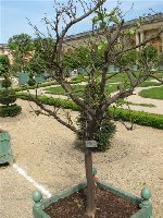 Orangerie Versailles_f.jpg