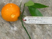 orangequat Nippon_b.jpg