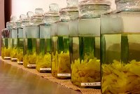 limoncello-infusion.jpg