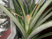 ananas 2010 22.1. 005.jpg