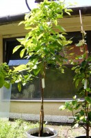 Citrus aurantiifolia  - limetka 29.5.2010.JPG