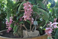 c_D_Mainau 11.6.2010 (118)_Medinilla magnifica.jpg