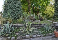 d_D_Mainau 11.6.2010 (100)_agave.jpg