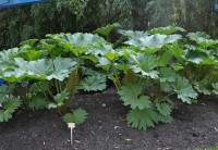 d_D_Mainau 11.6.2010 (125)Gunnera.jpg