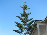 Araucaria.jpg