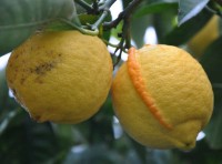 citron-orange  Carnoles-Menton_Fr (3).jpg