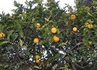 citron-orange  Carnoles-Menton_Fr (1).jpg