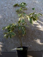 arancio variegata 22.8.2011 80cm – kopie.JPG